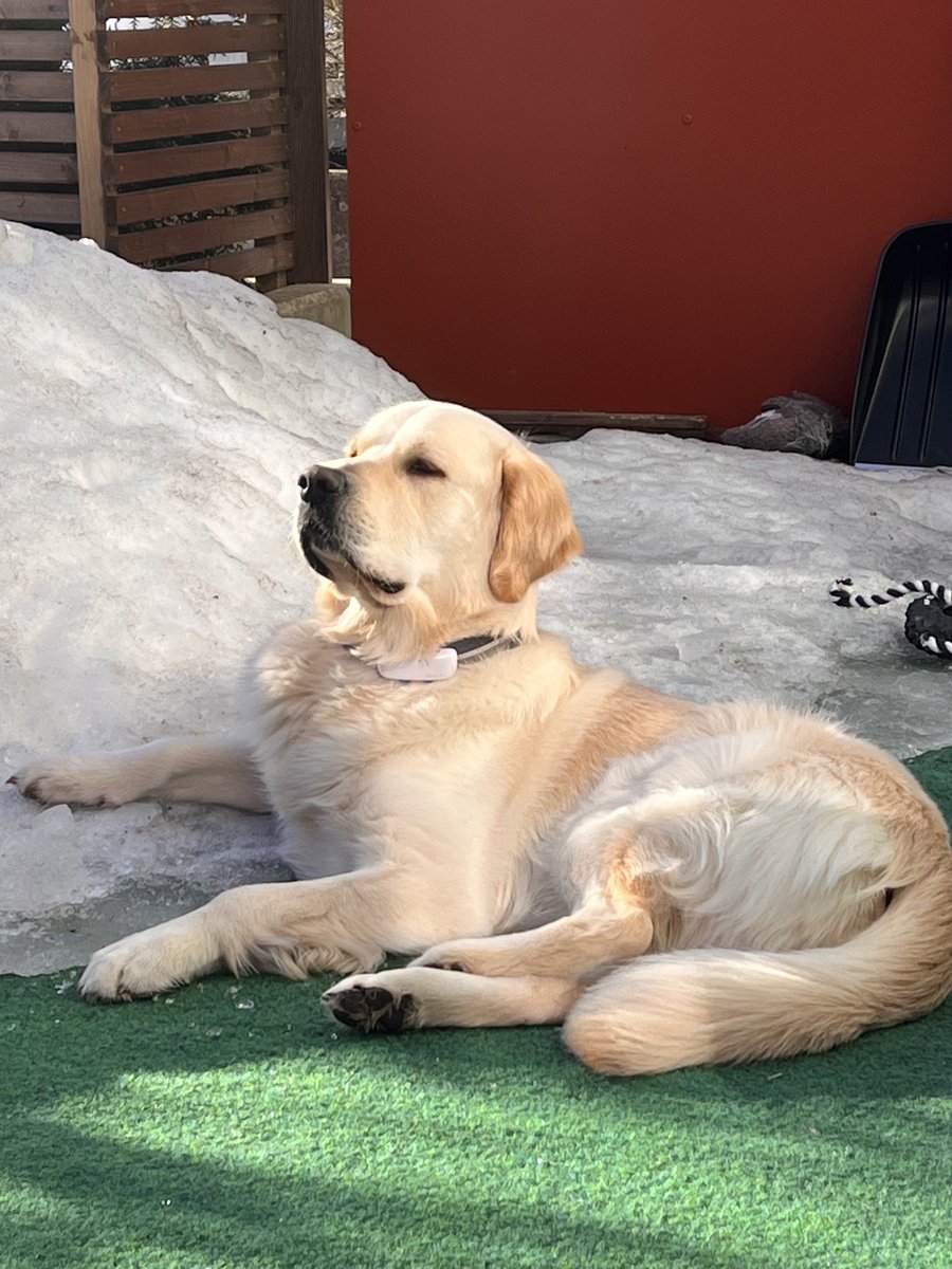 rieslingretrie1's tweet photo. Proudly protecting the last snow we have left our terrace! I don’t want it to melt away 🥺🥺🥺 #dogs #dogsoftwitter #snow #goldenretriever https://t.co/jOV4L4dXNZ