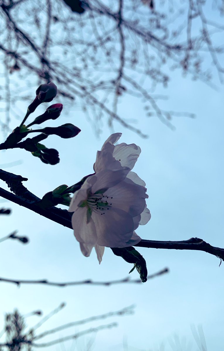 hiroakisue's tweet photo. さくら🌸開花〜 https://t.co/OIijekKVW1