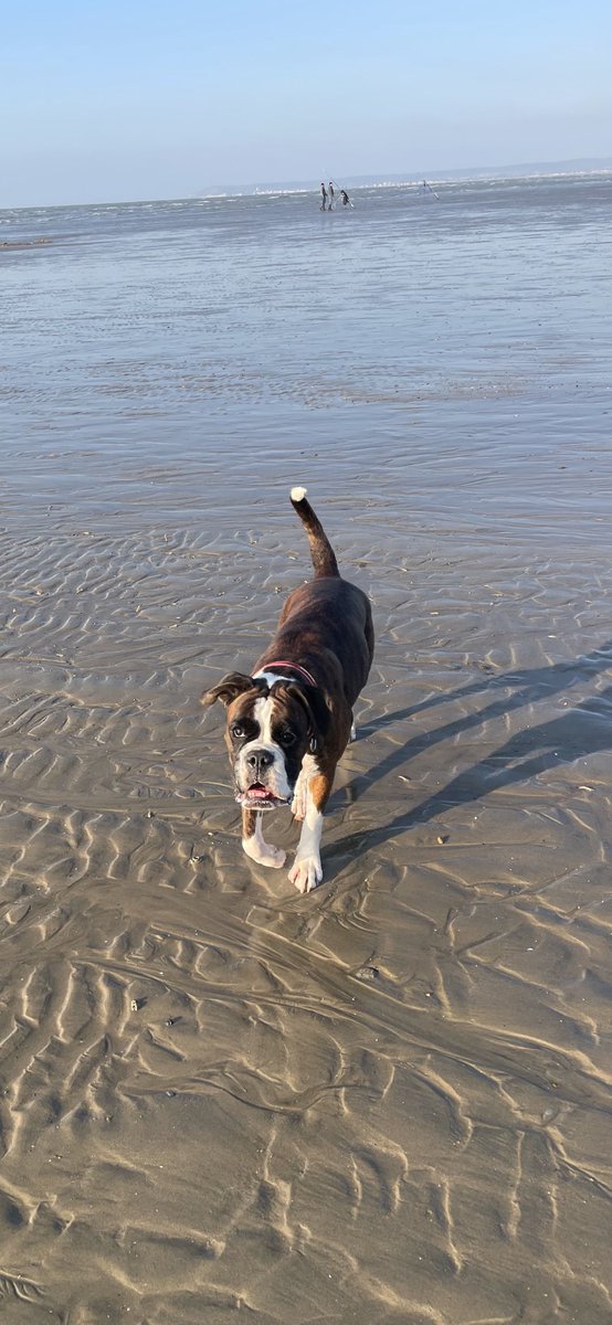 Today I went to the beach. Today I met a dog. Today I stole that dog’s ball. Today I wouldn’t return said ball. I am Nellie.