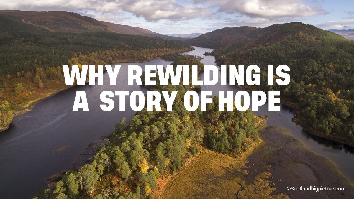 RewildingB's tweet photo. On #WorldRewildingDay we share seven reasons #WhyWeRewild and why it's a story of hope. 

Read the full article at https://t.co/Q2wgs6n26z 

🧵[1/9] https://t.co/TyWopKGcdN