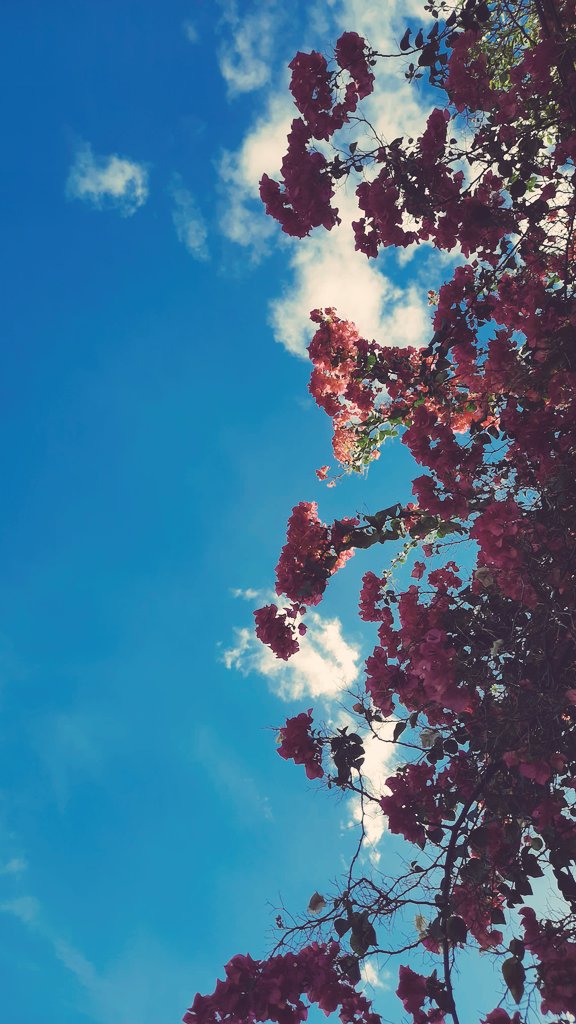 ARMSuobiron's tweet photo. Nakakakilabot ang suporta! 🌸🌷🌸🙏☝

#PASIGLaban 
#KulayRosasAngBukas 
#IpanaloNaNatinTo https://t.co/Bn1ZNTPWQ9