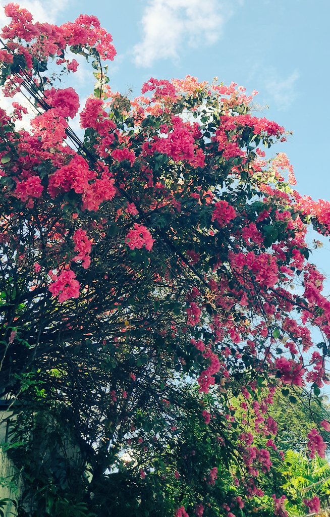 ARMSuobiron's tweet photo. Nakakakilabot ang suporta! 🌸🌷🌸🙏☝

#PASIGLaban 
#KulayRosasAngBukas 
#IpanaloNaNatinTo https://t.co/Bn1ZNTPWQ9