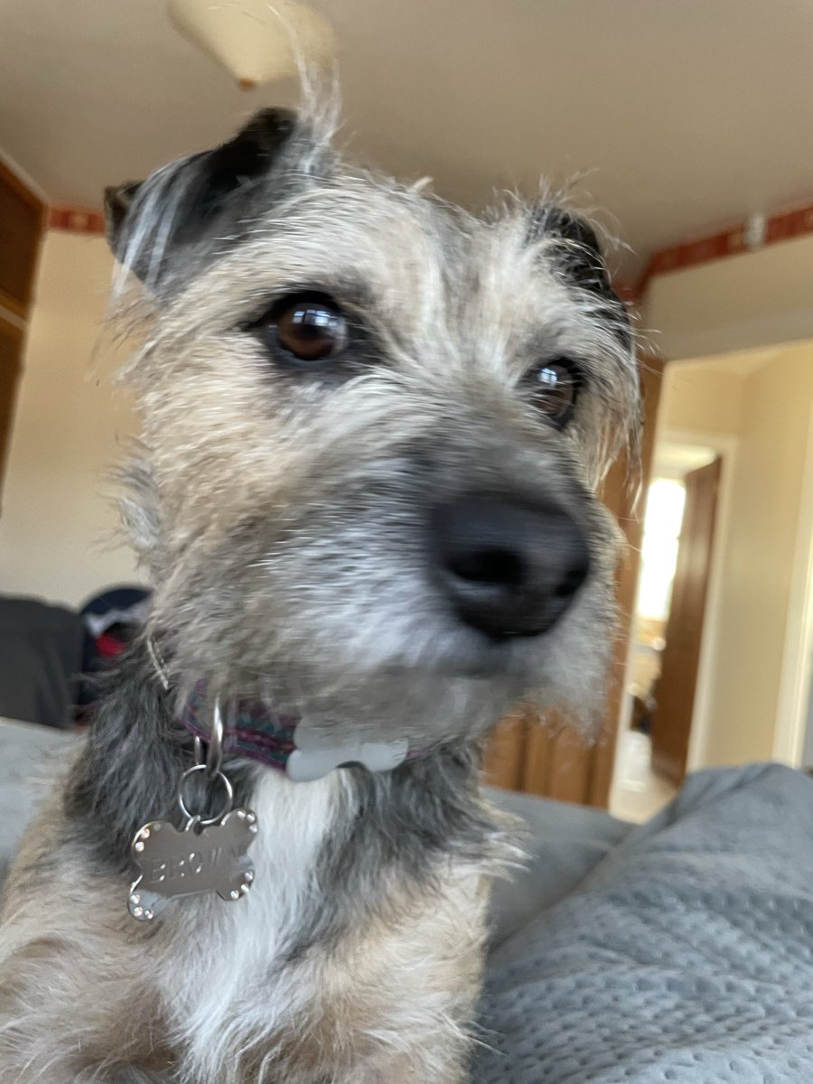 Stephanie Brown tweet media