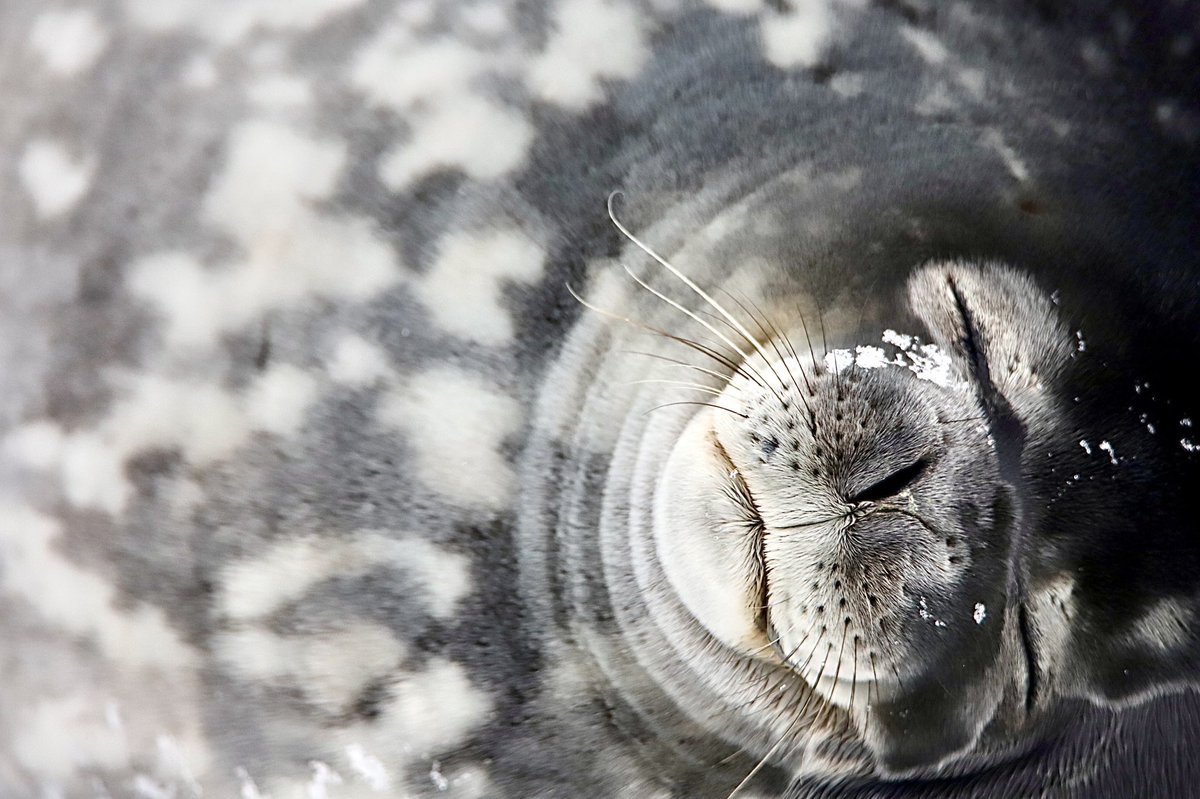 johnjamescherry's tweet photo. That Sunday feeling at Casey Station 😴

(Taken with a telephoto lens while maintaining minimum distances for wildlife separation) 

#Antarctica #PolarDoc https://t.co/whGMOXO5nG
