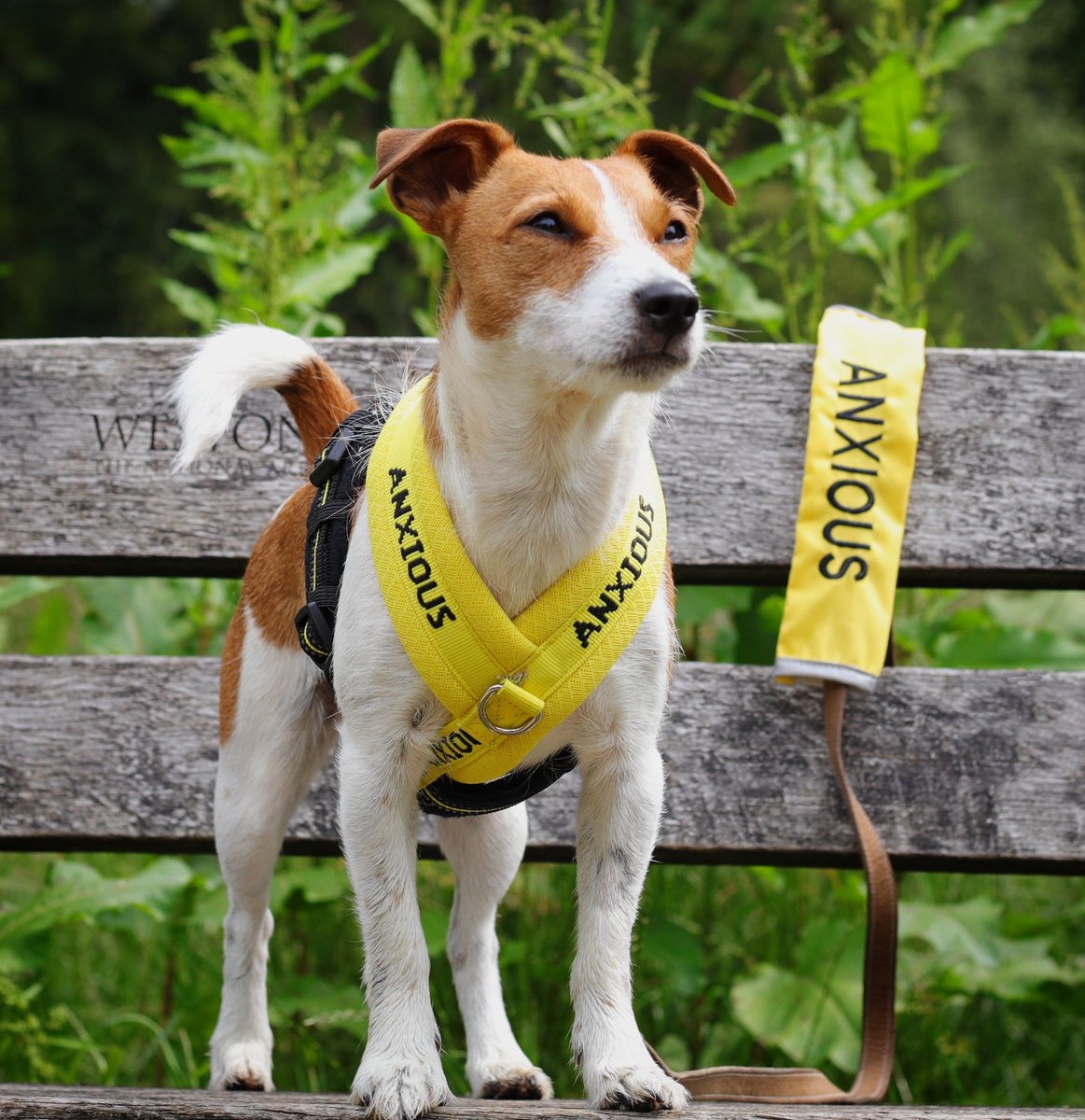 dotty4paws's tweet photo. Do you have a nervous or fear reactive #dog?
In my #blog, read about my โanxious puppyโ story first hand and discover some amazing products from @Myanxiousdog
https://t.co/Gm5qxa8upu
#dogsinyellowday #dogsinyellow https://t.co/5OIZIPRlQv