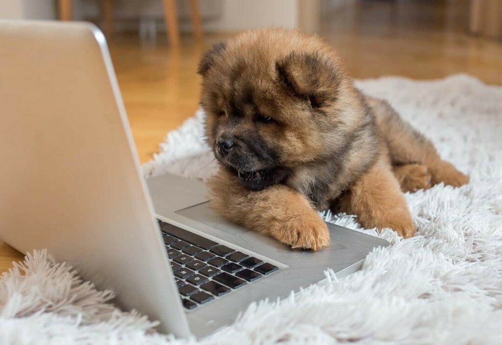 DogNeedsBest's tweet photo. We adore this little face.
#dogs #dogsofinstagram #doglover #chowchow #cutedogs #instadog #instapet #DogNeedsBest https://t.co/htfNRrEdMu