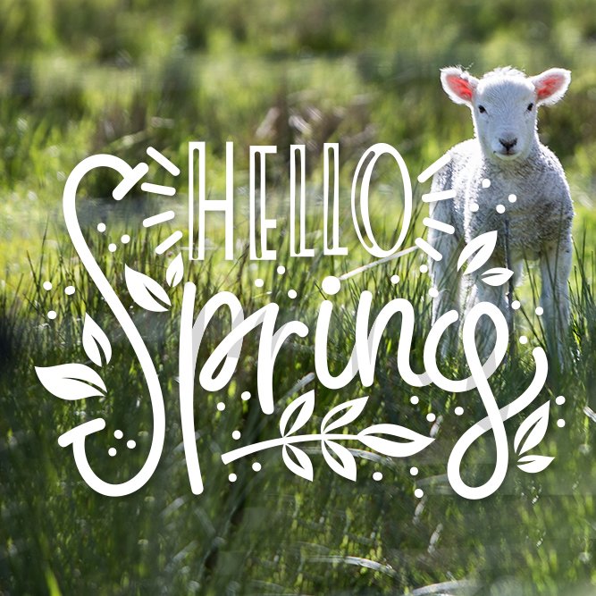 pepperpotstudio's tweet photo. Hello Spring! 🐑 🌼 🌸 🙌 Hallelujah!! I don't know about you but I couldn't be more ready for it. I'm so done with cold, dark days, bring on the sunshine ☀️☀️☀️ #spring #sun #sunshine https://t.co/iXrGsINyDy