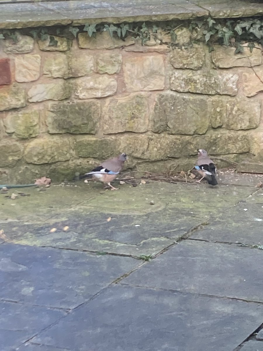 cathmorley's tweet image. A pair of Jays having a snack at the #birdtable this morning. 🙂