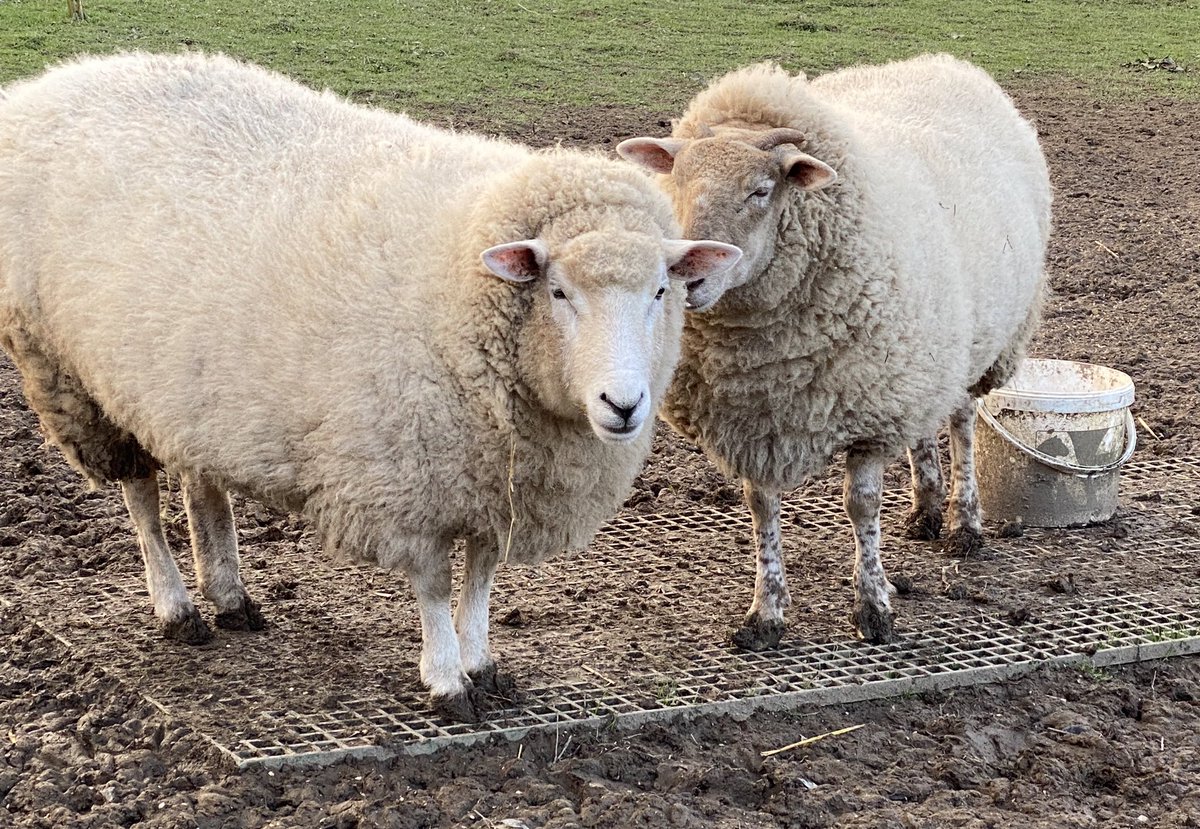 dippy_sheep's tweet photo. Sunday #sheeping https://t.co/lpHPmnyaO2