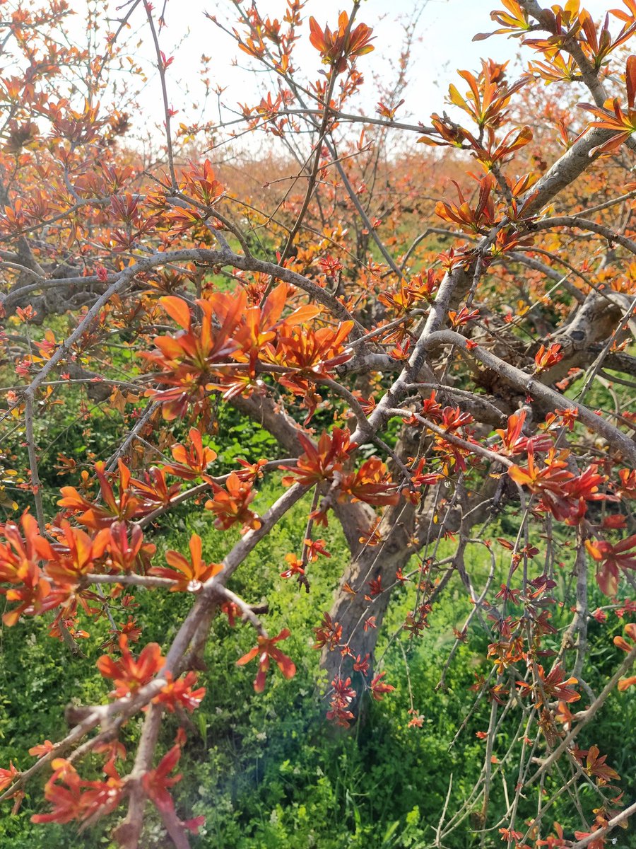 granalife's tweet photo. Hola Primavera! 🌻🌷🌼
Ya estás aquí! Y contigo la brotación de este árbol! 
Sabéis de cuál se trata? 🤗🧐🤔
#Primavera2022 #Marzo2022 #delahuertaalaboca #delcampoacasa #jovenagricultor #luchandoporlonuestro #20demarzo #agriculturasostenible #agriculturatradicional @granalife https://t.co/KbRcjjHL1p