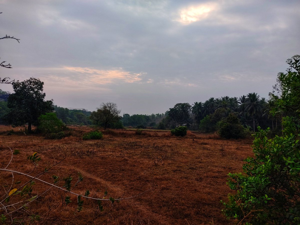nkhsocial2015's tweet photo. Healthy overnight rains. The village wakes up to zero haze, zero fog morning with clean atmosphere. The only factor that remains unchanged is humidity 🥵

#premonsoonrains #kaup #Udupi #paduru https://t.co/NIft4QL5kO