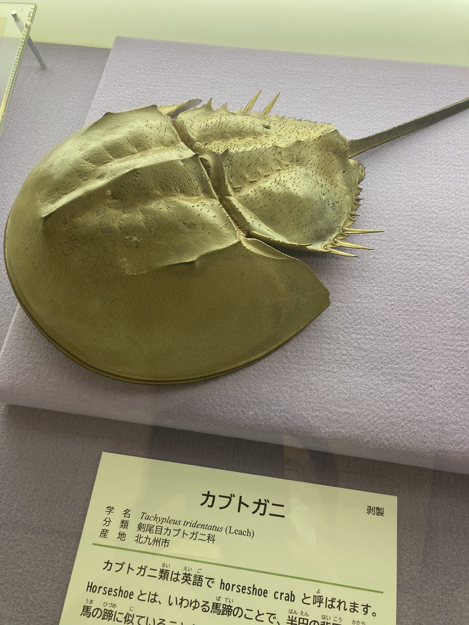 Temjin Dqx ぼかぁねぇ こう言う露骨なバズり狙いの展示は どうかと思うんだよ 大泉洋ふうに でも好き T Co Pgaxzurzcg Twitter