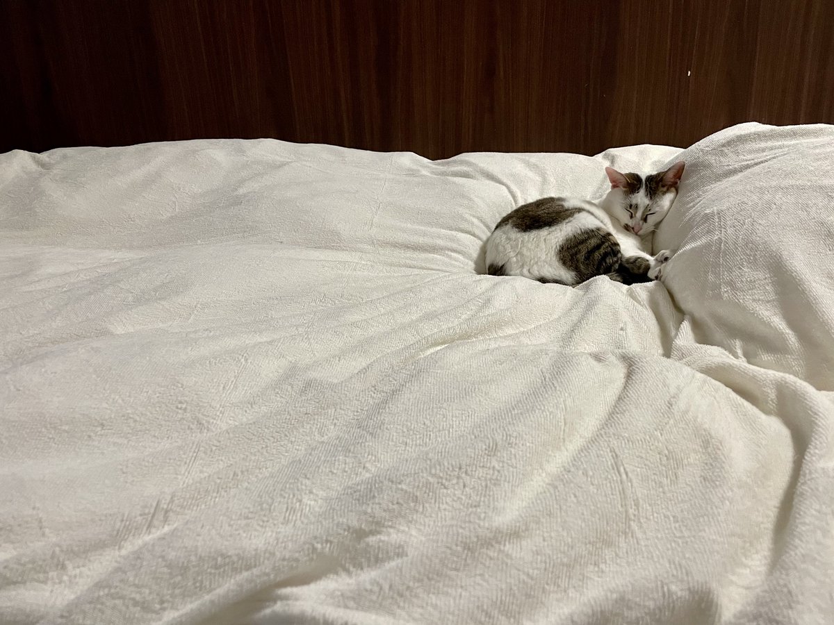 Marocha063's tweet photo. うちの天使はお寝坊さん👼
#猫のいる暮らし #猫のいる幸せ https://t.co/PqFaUG9Wa1