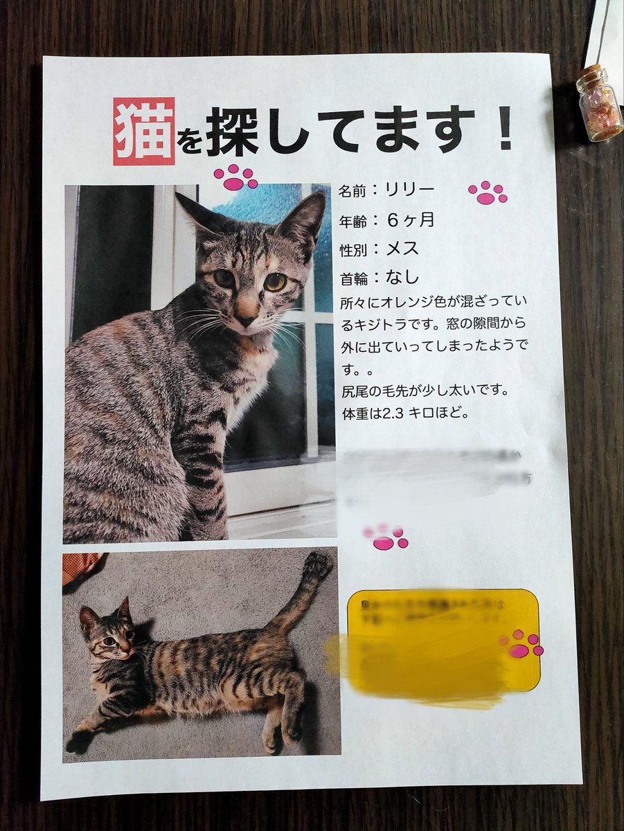 xitlakia's tweet photo. リリーが行方不明になり2日間必死に探しても見つからず、チラシを作ったところでした。夜中の2時半に雨が上がったので探しに行こうとしたところ玄関前で鳴き声が！リリーでした😭これ以上ない嬉しさで号泣でした。
#猫のいる暮らし #猫好きな人と繋がりたい https://t.co/UyMtya84sd