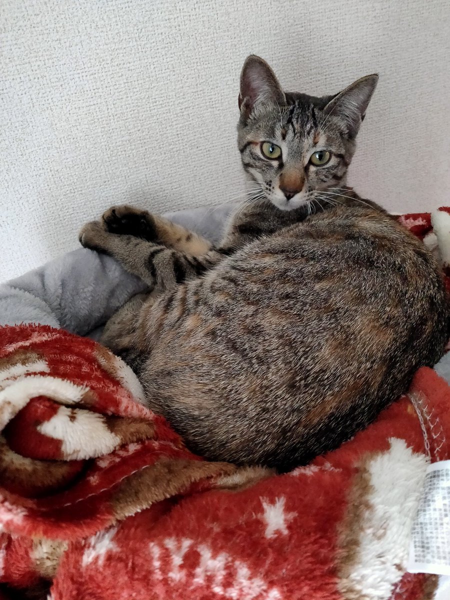 xitlakia's tweet photo. リリーが行方不明になり2日間必死に探しても見つからず、チラシを作ったところでした。夜中の2時半に雨が上がったので探しに行こうとしたところ玄関前で鳴き声が！リリーでした😭これ以上ない嬉しさで号泣でした。
#猫のいる暮らし #猫好きな人と繋がりたい https://t.co/UyMtya84sd