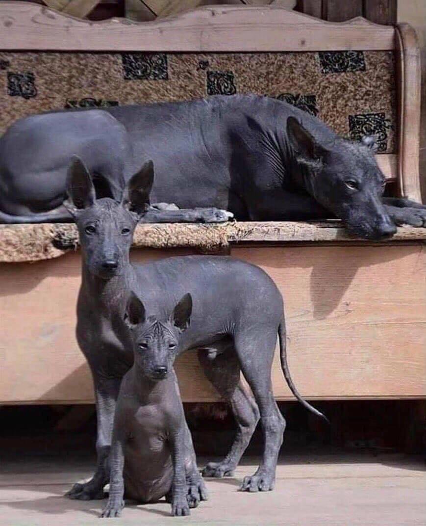 A family of Xolos, one of the most ancient dog breeds in the world, originally from what is now Mexico.