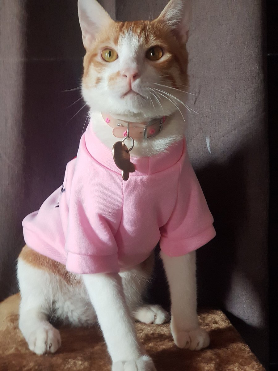 charmeanisms's tweet image. Can my bb join 🥹 #PetsForLeni