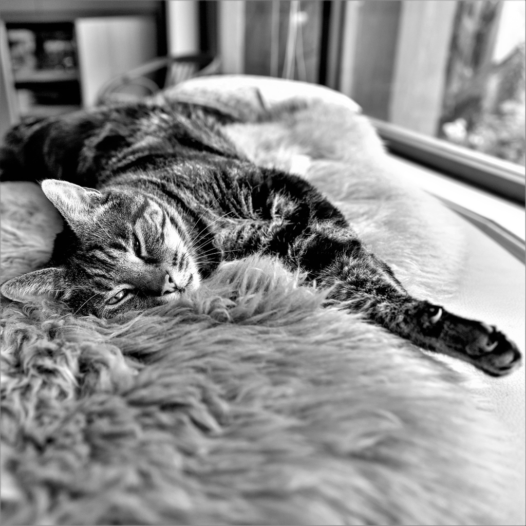canberrastreets's tweet photo. Kit demonstrating Sunday sleepy morning vibes.
#canberralife #rspcaact #catsofcanberra #cats #rescuecat https://t.co/gbx8gH8MAf