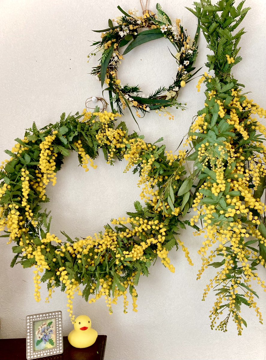 mir_hana_nana's tweet photo. #ミモザ のお花で
#リース と ＃スワッグ
を作りました✨🌺🥰
お部屋が明るくなって
🐥ちゃんも嬉しそう💖
＃けいちゃん 
＃チームけいちゃん https://t.co/7kiQjDNNDA