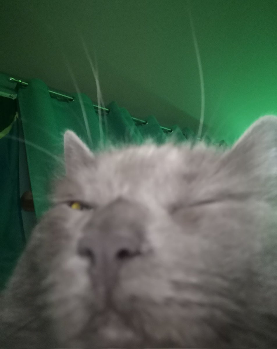 CutestKittyMika's tweet photo. Silly kitty https://t.co/9VN1be8WVB