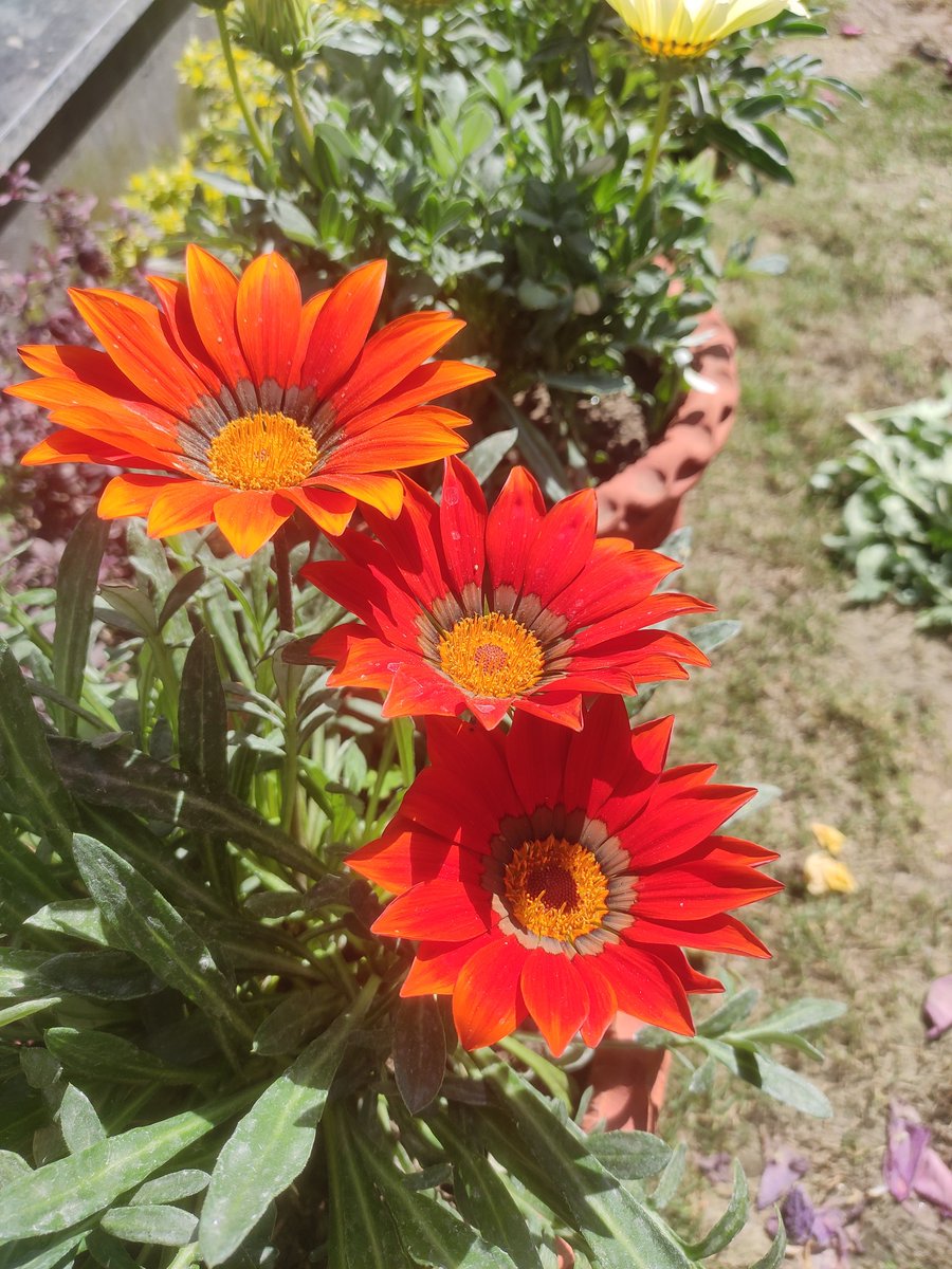 AanchalPsd's tweet photo. Missing you here @mesmerized_soul @RakshaSingh_ @CharuRajput03 #Shilpa. I hadn't been much active on #Twitter since a while. Now when I am for few days,I miss your meaningful presence a lot.
@tisamit @manishbhattuk u will appreciate their vibes too.😇
#InternationalDayOfHappiness https://t.co/Qb8j7DAyT7
