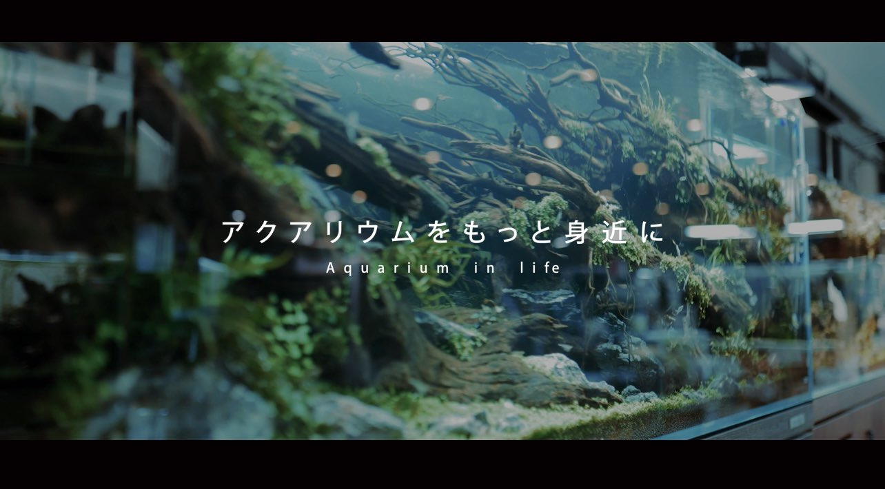 Follow Aquarium Tallman アクアリウム トールマン S Aquariumtallman Latest Tweets Twitter