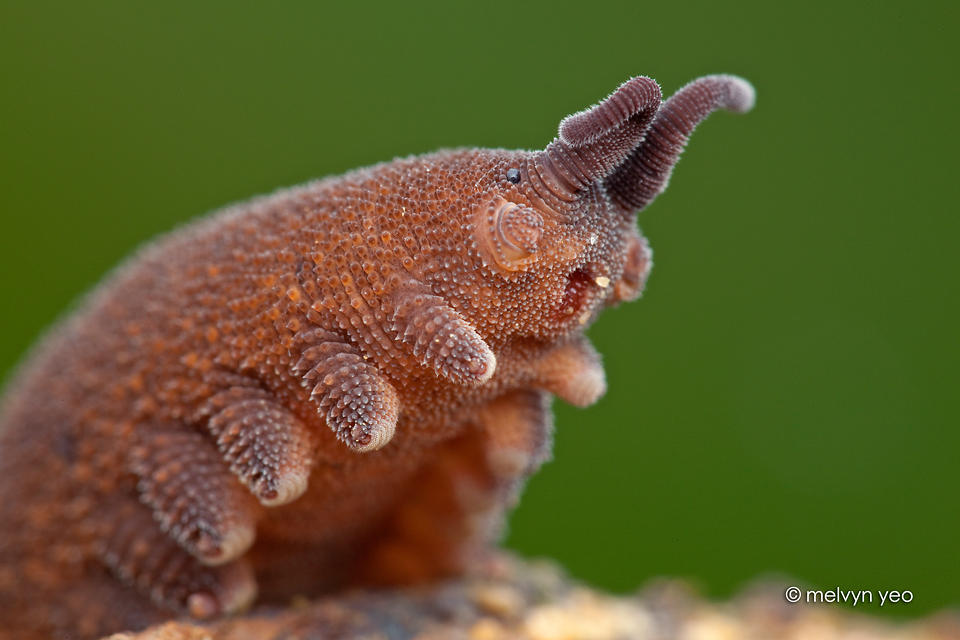 Daily Worms 🪱 on X: todays very cute worm is the velvet worm! while  debatable if it is a true worm i thought i would post it because of how  cute it