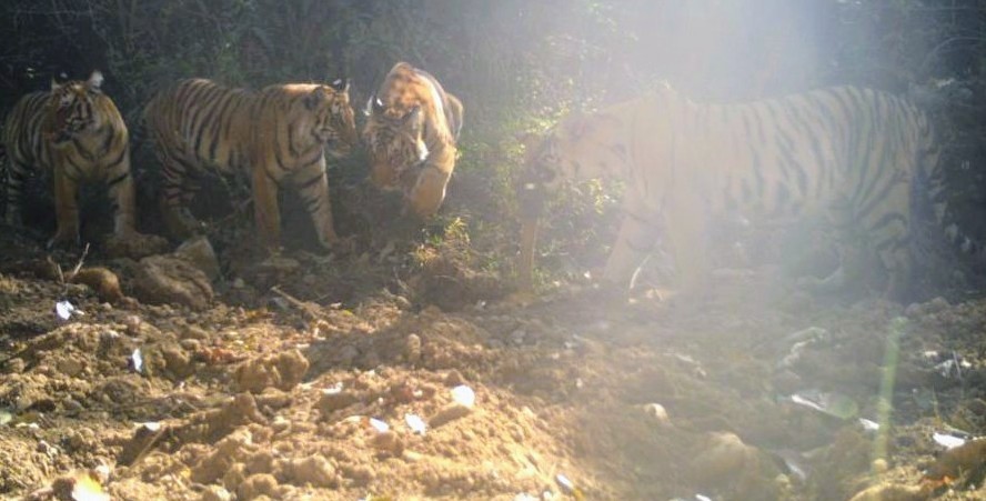 ukfrihaldwani's tweet photo. A very #rare capture in #camera_trap- four #tigers in one frame, recorded in shivalik #forests of #Uttarakhand, this month https://t.co/PLLimqYzeE