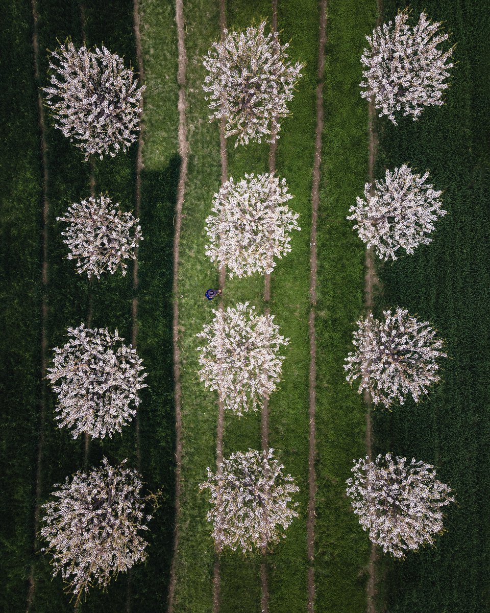 Muniibjan's tweet photo. gm fam 💚🤍

Cherry blossom in North Pakistan https://t.co/e8RBwkWh7K