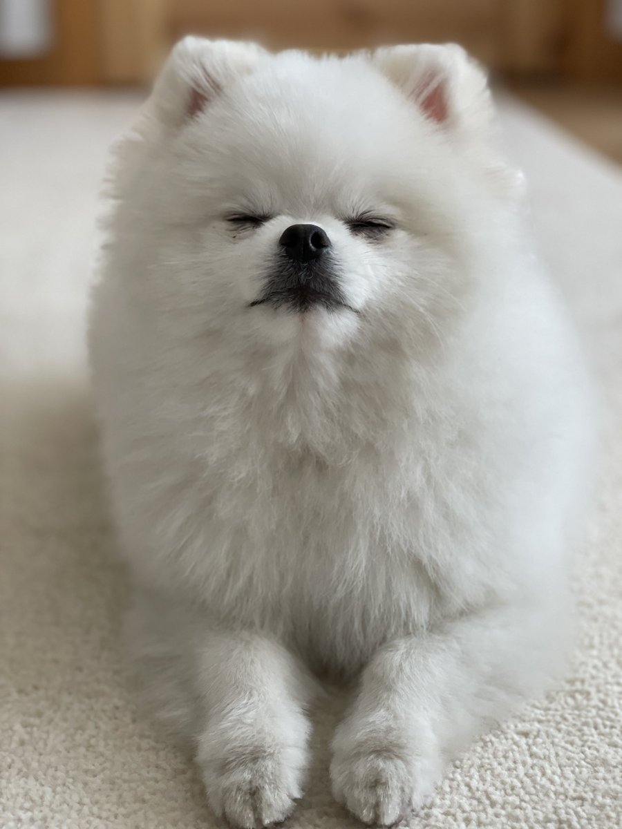 ポメラニアンのマヨちゃんねる on X