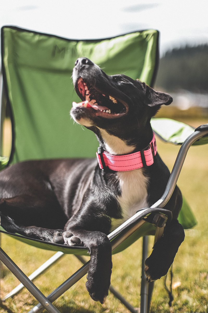 The face you make when Twitter lets you interact again!! 😂 anyone else been having trouble with theirs? #twitterdogcommunity