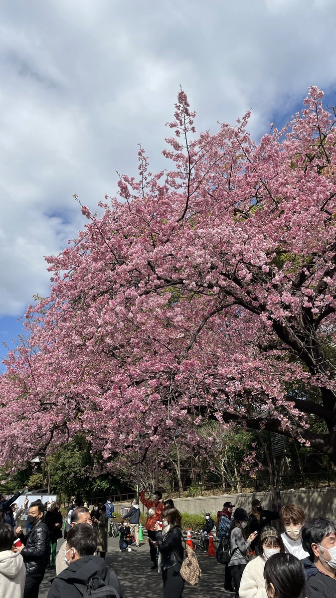 kuon_programmer's tweet image. 桜が咲く季節になってきましたね〜
 
三連休もしっかりWEBの勉強します!
 
#プログラミング #php #javascript #WordPress #サイト制作 #Web制作 #駆け出しエンジニアと繋がりたい  #webデザイン勉強中  #webライターと繋がりたい  #Webデザイナーと繋がりたい #html #css