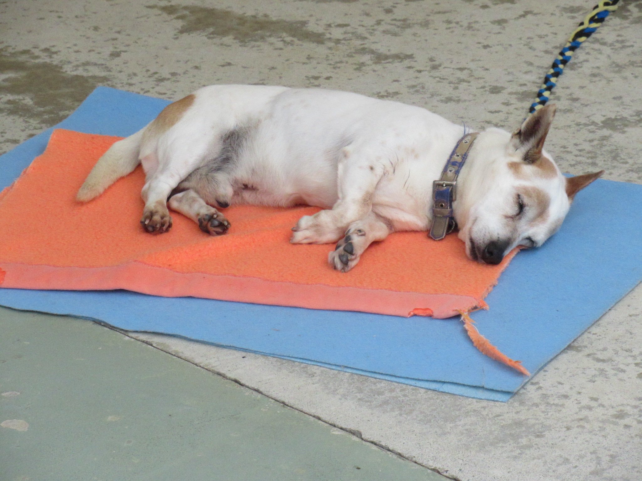 大東犬 Twitter Search Twitter