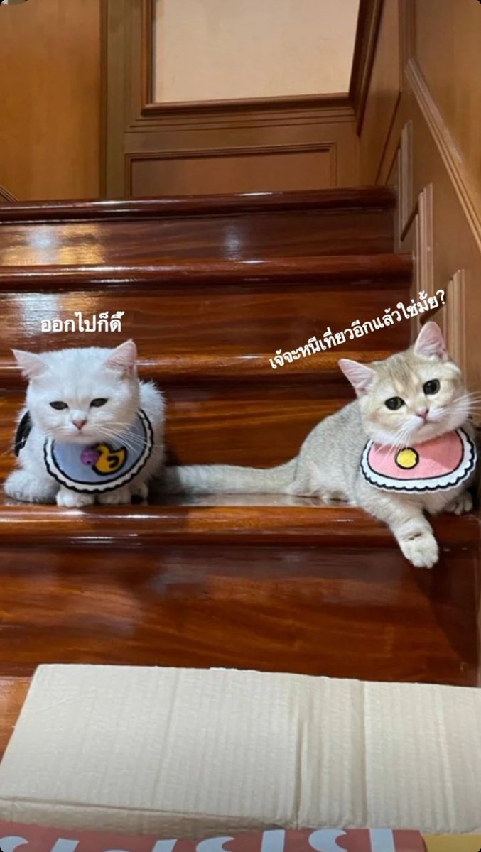 ไอแอมเพอ เพ้อ tweet media