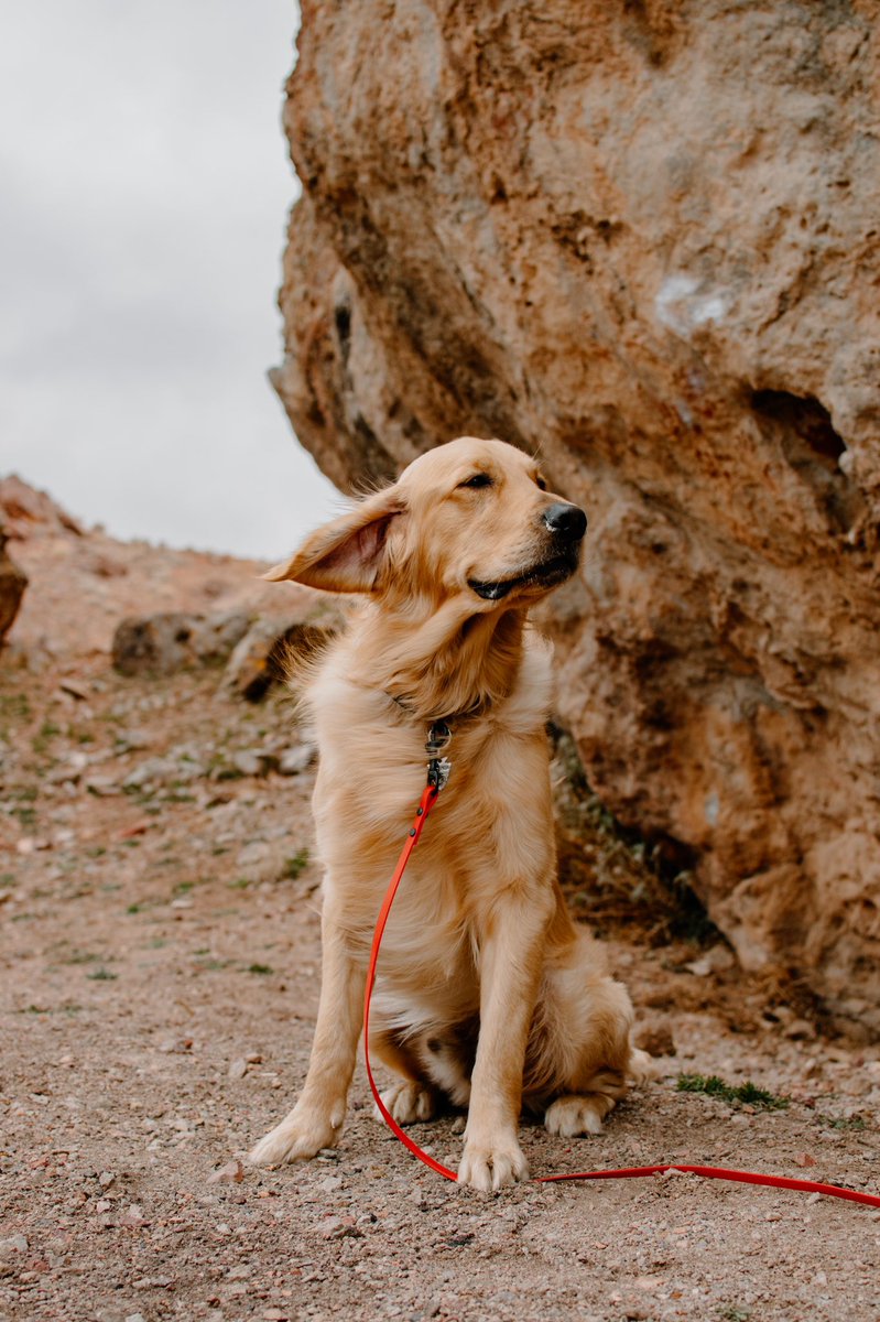 Happy birthday jasper!!🎉🎉🥳 1 never looked so good😍😍 #DogsofTwittter