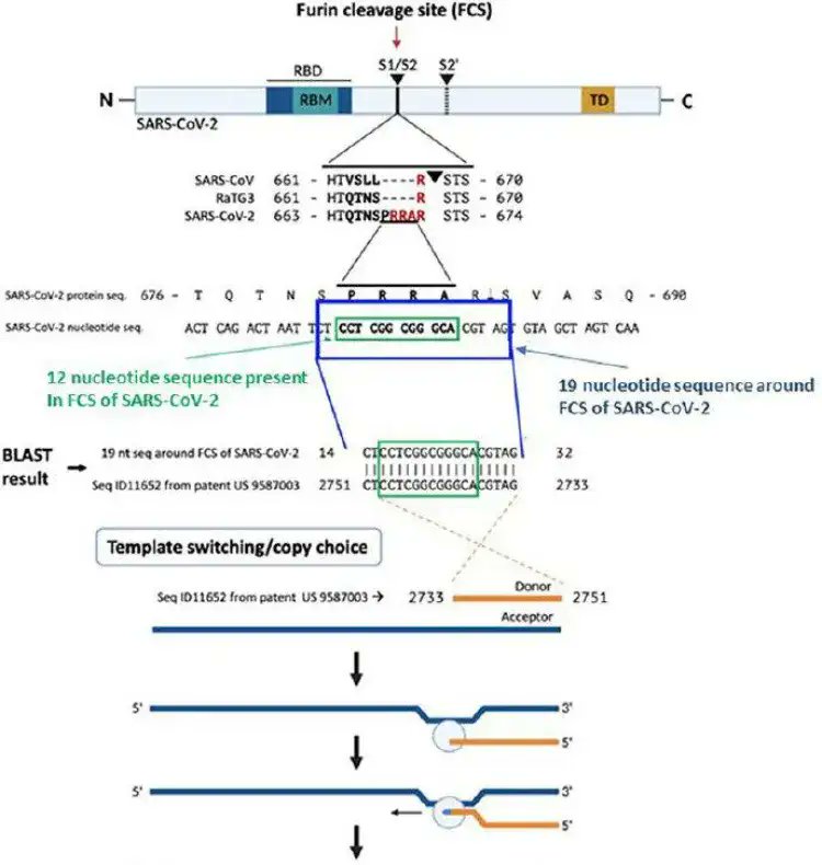 菩提本無樹on Twitter 国外一个病毒研究团队发现 新型冠状病毒含有美国莫德纳公司在16年2月申请的专利基因片段 16年2月4日提交的美国专9 587 003 美国莫德纳公司拥有的专利基因序列通过自然进化而随机出现的概率为三万亿分之一