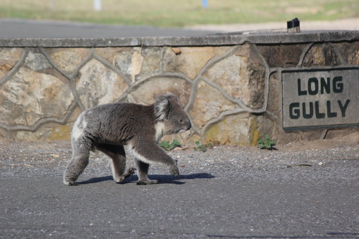 stephen_fricker's tweet photo. @LarissaBrazSous and I had a great day at Belair National Park talking @MozzieMonitors @inaturalist and @citnatchallenge with the #BelairBushBuddies
the highlight was this Koala who stole the show!
https://t.co/KYyjtiJmO5
#CitizenScience #mozziemonth #SouthAustralia https://t.co/1LPUUa8R5y