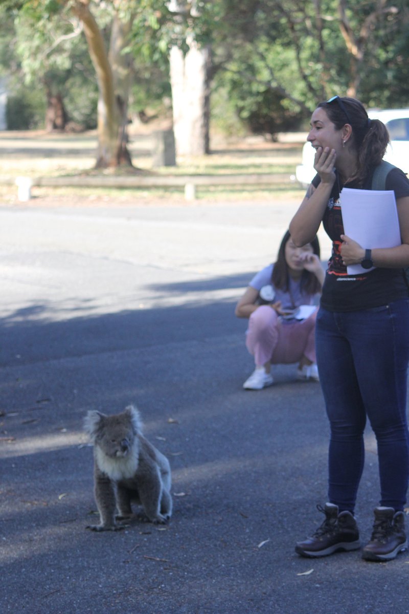 stephen_fricker's tweet photo. @LarissaBrazSous and I had a great day at Belair National Park talking @MozzieMonitors @inaturalist and @citnatchallenge with the #BelairBushBuddies
the highlight was this Koala who stole the show!
https://t.co/KYyjtiJmO5
#CitizenScience #mozziemonth #SouthAustralia https://t.co/1LPUUa8R5y