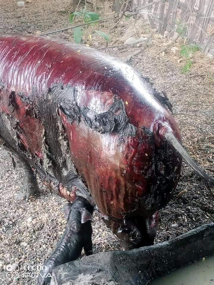 wutyee321's tweet photo. This is a scene after Nat Chaung village in Kalay town, Sagaing Division was set on fire by the military council. 
*The picture of great motherly love.
#March20Coup
#StopTheWar
#SaveTheAnimals_childrens
#TheMilitaryCoup
#WhatsHappeningInMyanmar https://t.co/Eo5MSdulbW
