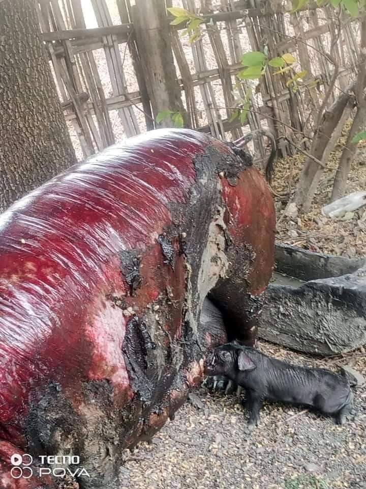 wutyee321's tweet photo. This is a scene after Nat Chaung village in Kalay town, Sagaing Division was set on fire by the military council. 
*The picture of great motherly love.
#March20Coup
#StopTheWar
#SaveTheAnimals_childrens
#TheMilitaryCoup
#WhatsHappeningInMyanmar https://t.co/Eo5MSdulbW