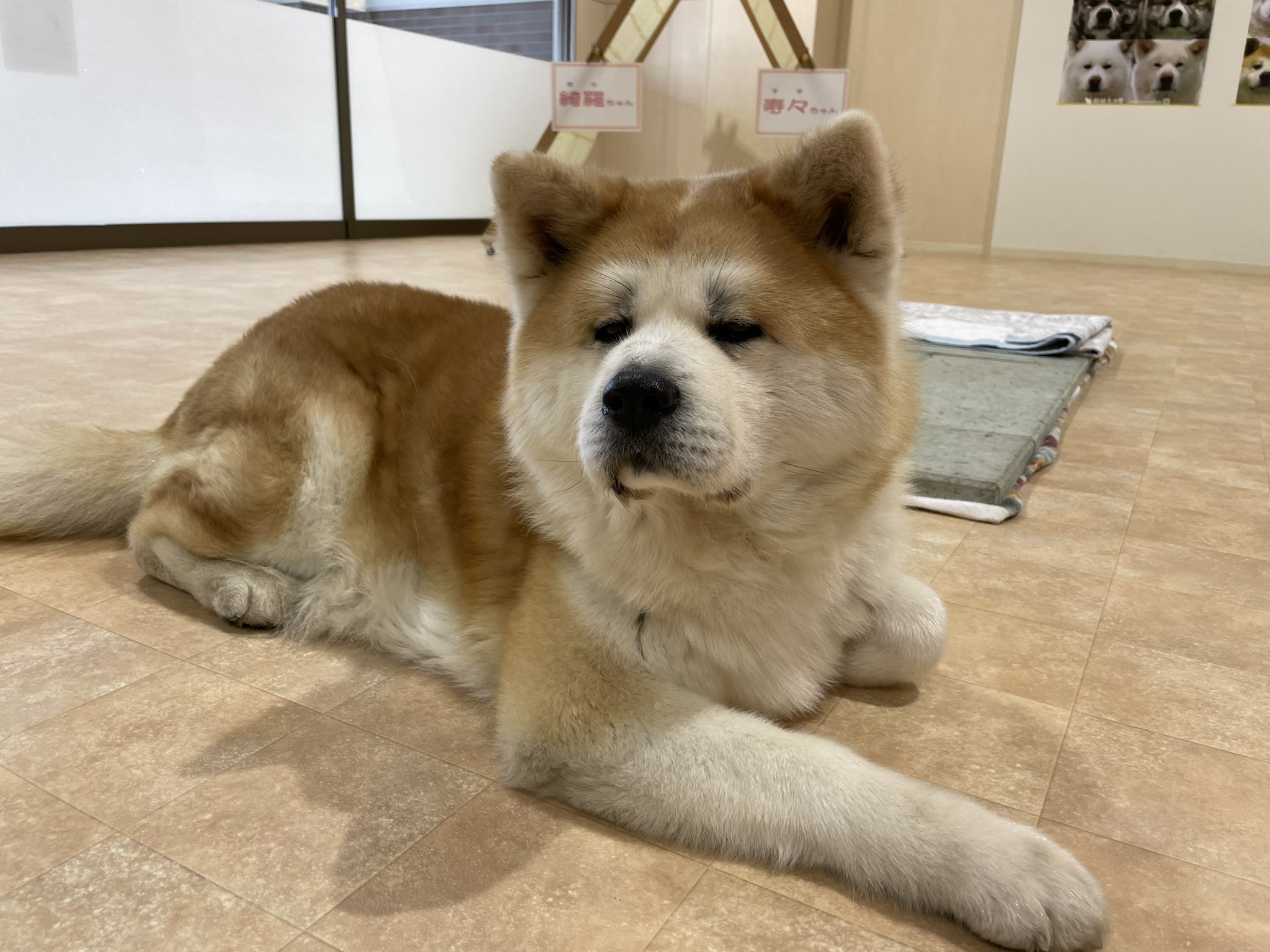 秋田犬の里 公式 本日3月日 日 午後の部 13 15 16 45 は 赤毛の女の子 綺羅 きら ちゃん 10歳 がお出迎え中です Come Say Hello To Kira F 10y O Adorable きょうの秋田犬 秋田犬の里 Akitainu Akita T Co Gqjxzfwdrl 秋田犬の里 公式 本日3月日 日 午後の部 13 15 16 45 は 赤毛の女の子 綺羅 きら ちゃん 10歳 がお出迎え中です Come Say Hello To Kira F 10y O Adorable きょうの秋田犬 秋田犬の里 Akitainu Akita T Co Gqjxzfwdrl