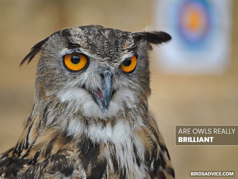 birds_advice's tweet photo. Why are owls considered wise? People consider owls wise due to their intense senses and association with night. 

Full blog here: https://t.co/Utkf8Gqv63

#owls #birdsadvice https://t.co/QNAR1XFVRX