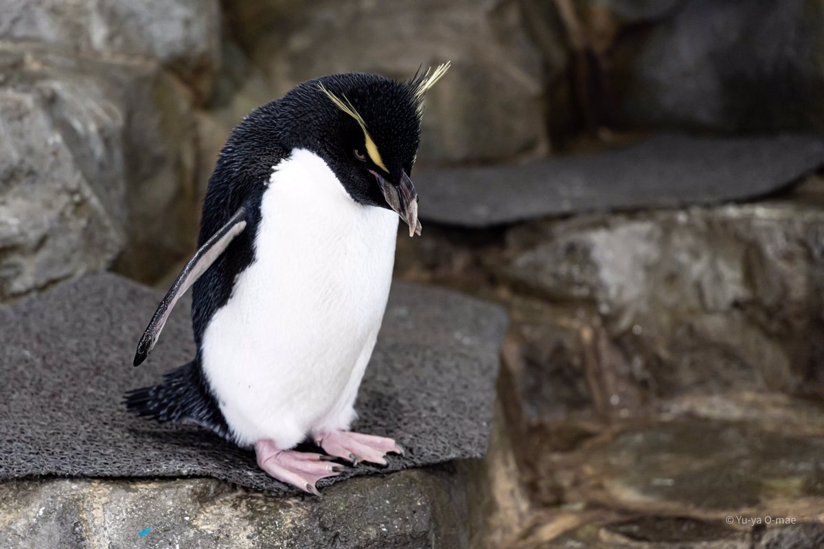 pluglow_omae's tweet photo. アデリーが一番好き。ごめんイワトビ。
#ペンギン #イワトビペンギン #penguin #photo #photography #photo_jpn #japan_photo #ファインダー越しの私の世界 #写真好きな人と繋がりたい #写真撮ってる人と繋がりたい #japan #japan🇯🇵  #phos_japan #pics_jp https://t.co/CThM1prof9
