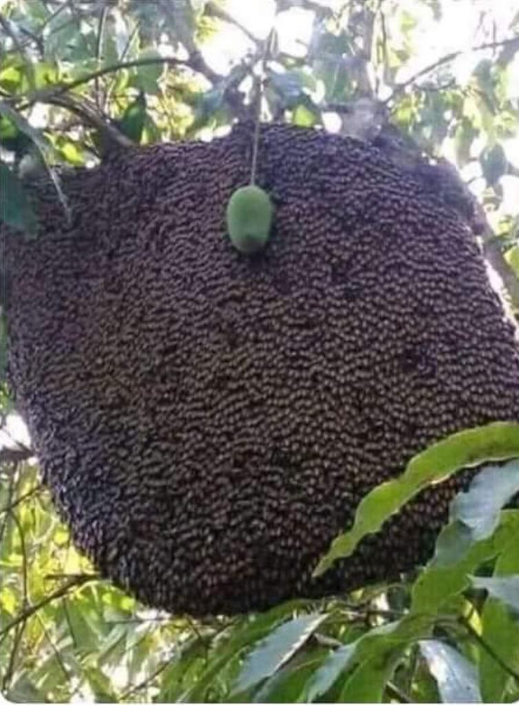 Season’s first mango with Z+ security.