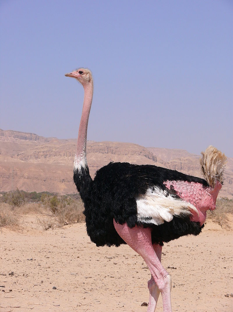 africanbirdname's tweet photo. Struthio camelus: Common Ostrich
#Kiswahili: mbuni
#ChiBemba: mwakatala
#ChiChewa / #ChiNyanja: nthiwatiwa
#chiYao: buuni
#Chitonga: impowani
Photo by Math Knight, CC BY-SA 4.0, https://t.co/8tE7artK97 https://t.co/6karxFqyWf