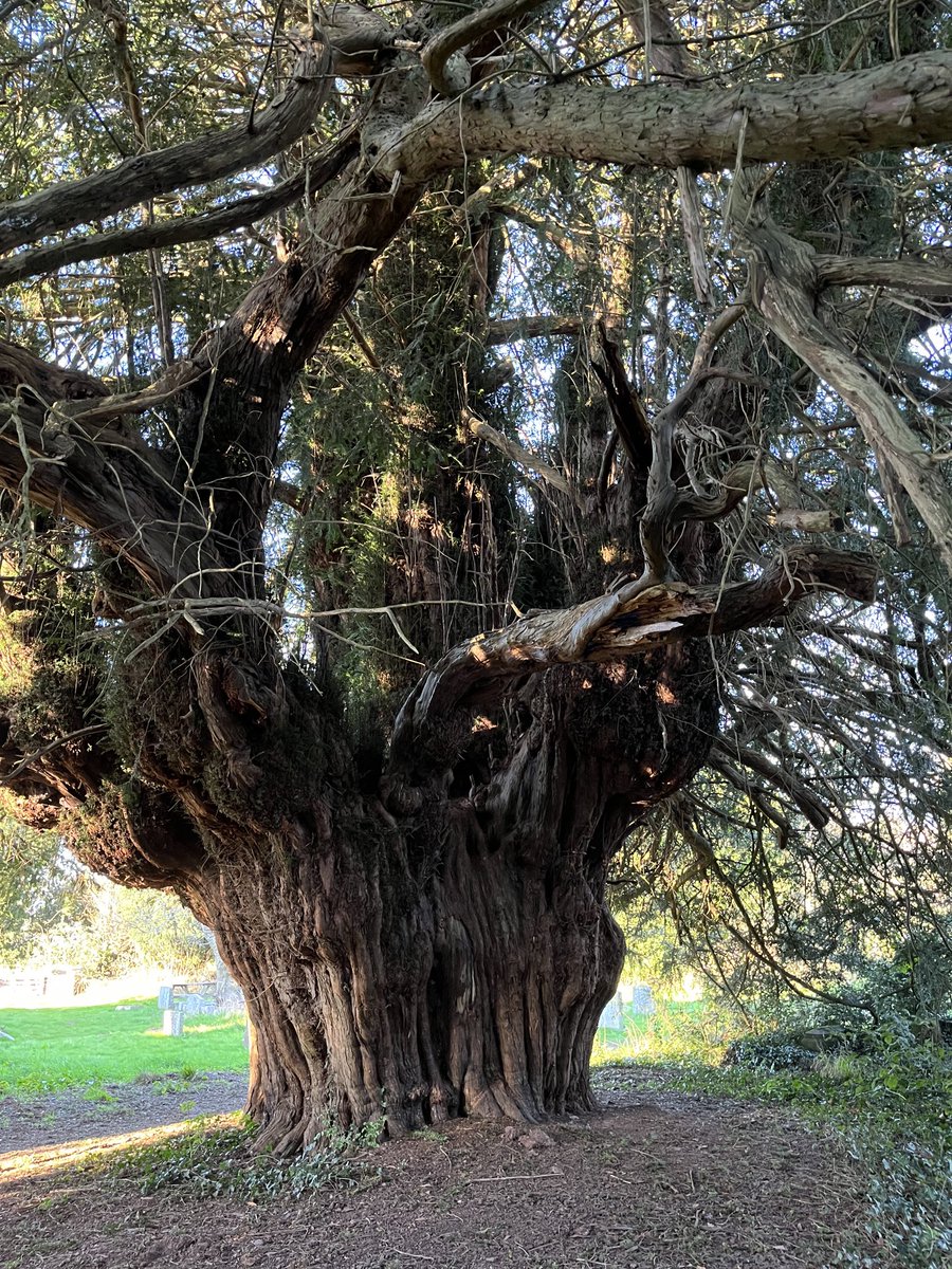 Barb_Drummond's tweet photo. #Yews #churchyard #Cusop https://t.co/0enaiVPlKV