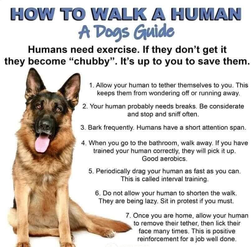 DianeMary20's tweet image. Found this, my doggy friends will find it amusing I’m sure!