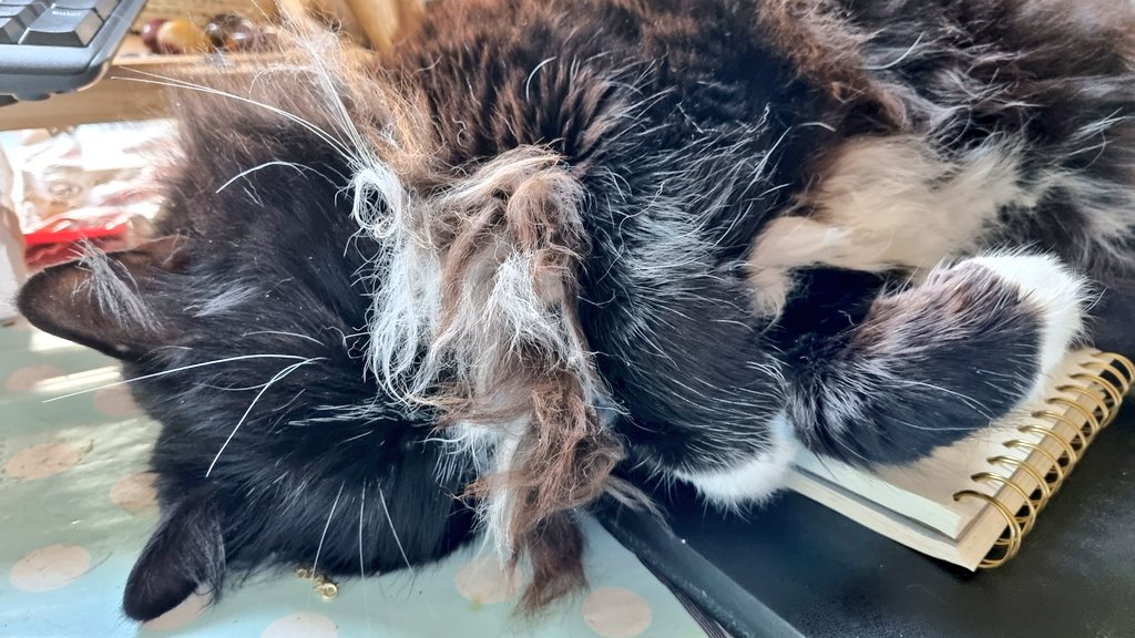 GremlintheFloof's tweet photo. It's been a very early start..Hiccup and QueenK have had the zoomies.. I just want to have a #lazysunday ..thankfully I can hide in my floof..
#CatsOfTwitter #gremlin #flooftastic https://t.co/zzPp7kmO1i