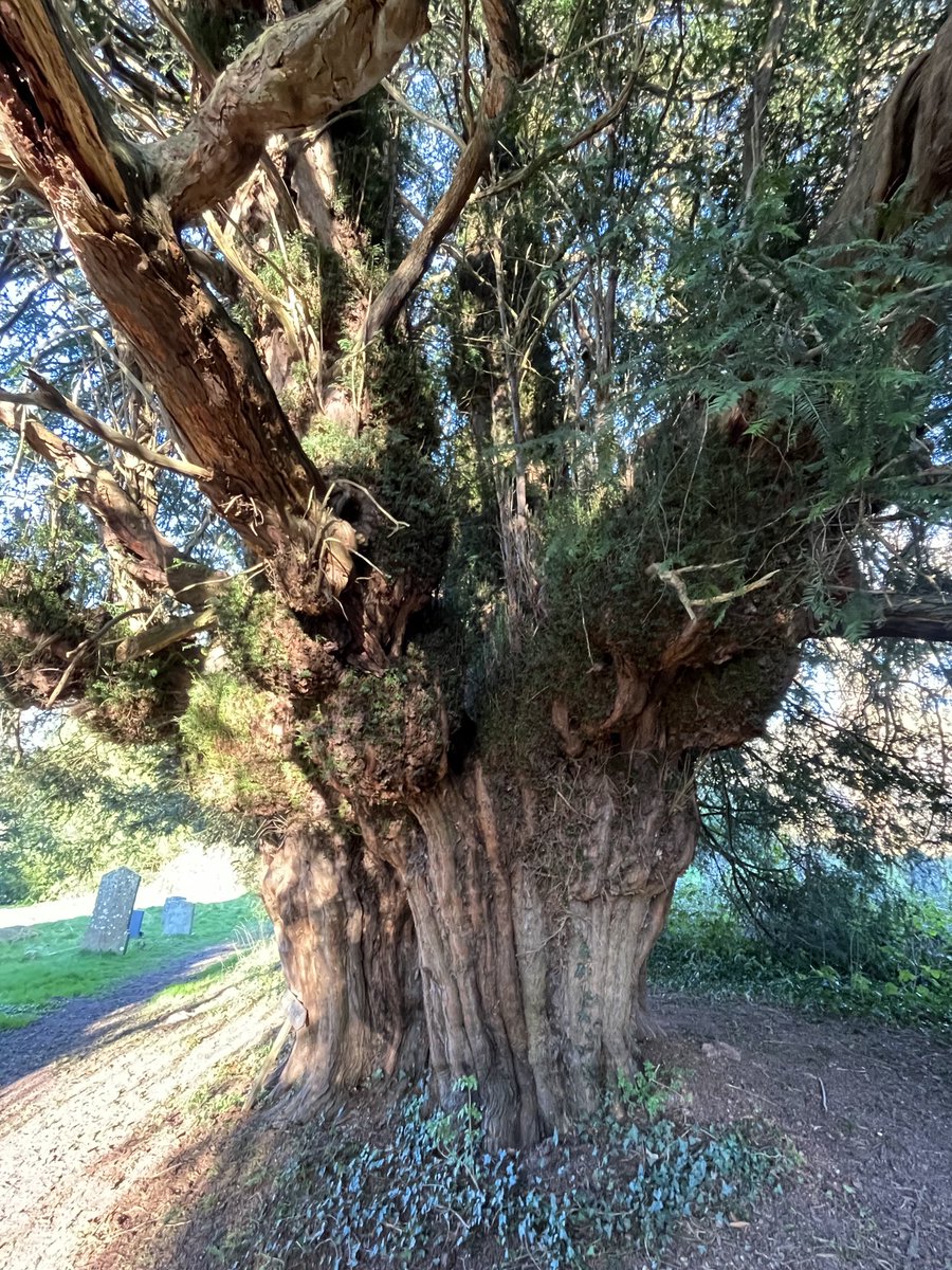 Barb_Drummond's tweet photo. #Yews #churchyard #Cusop https://t.co/0enaiVPlKV