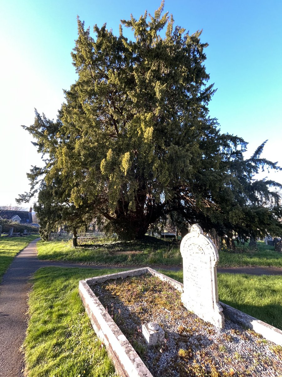 Barb_Drummond's tweet photo. #Yews #churchyard #Cusop https://t.co/0enaiVPlKV